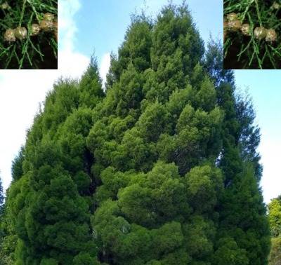 Baileys Cypresss Cypress