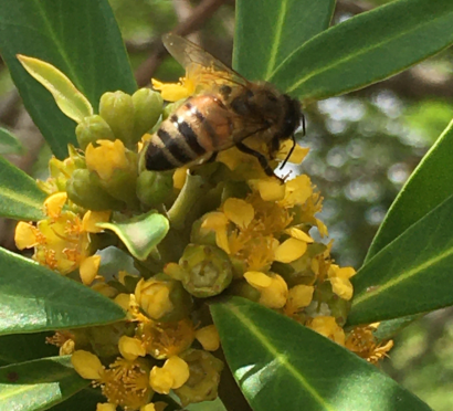 Tristaniopsis laurina