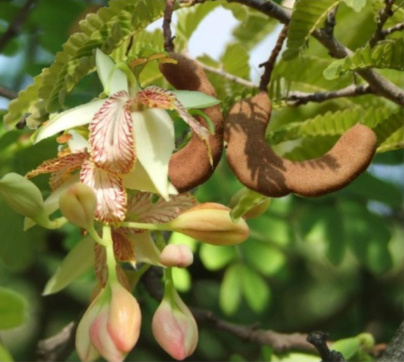 Indian Tamarind