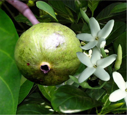 Atractocarpus fitzalanii