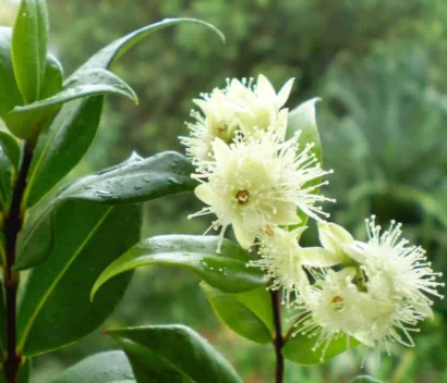 Backhousia myrtifolia