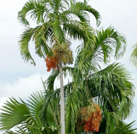 Carpentaria acuminata