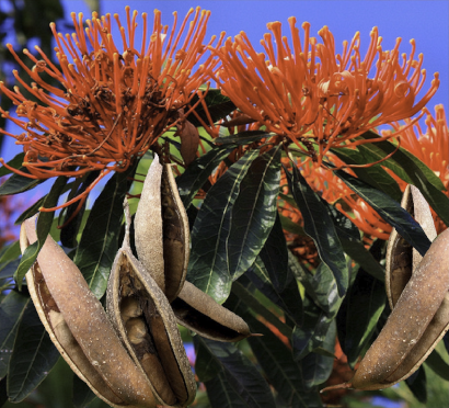 Queensland Waratah