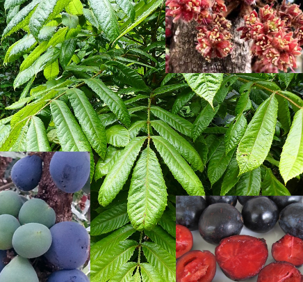 Davidsons Plums Plum