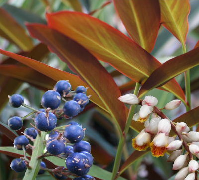 Native Ginger