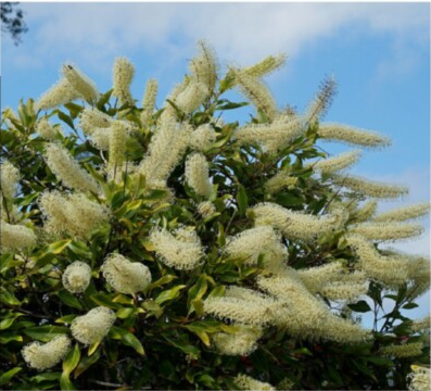 Buckinghamia celsissima