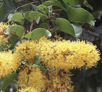 Barklya syringifolia
