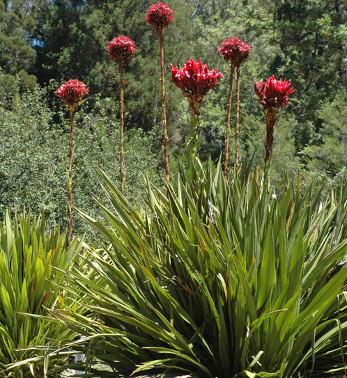 Doryanthes excelsior