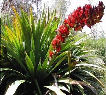 Gymea Spear Lily