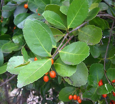 Red Olive-berry