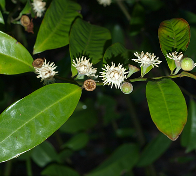Eupomatia laurina
