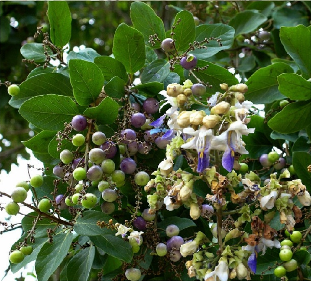Gmelina leichhardtii