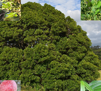 Owenia venosa
