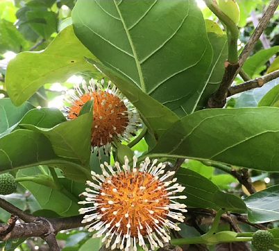 Nauclea orientalis
