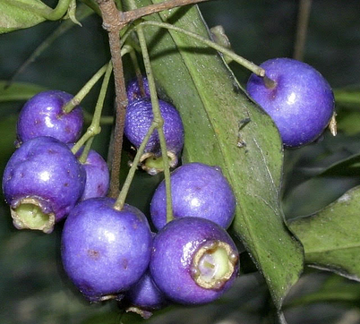 Syzygium oleosum